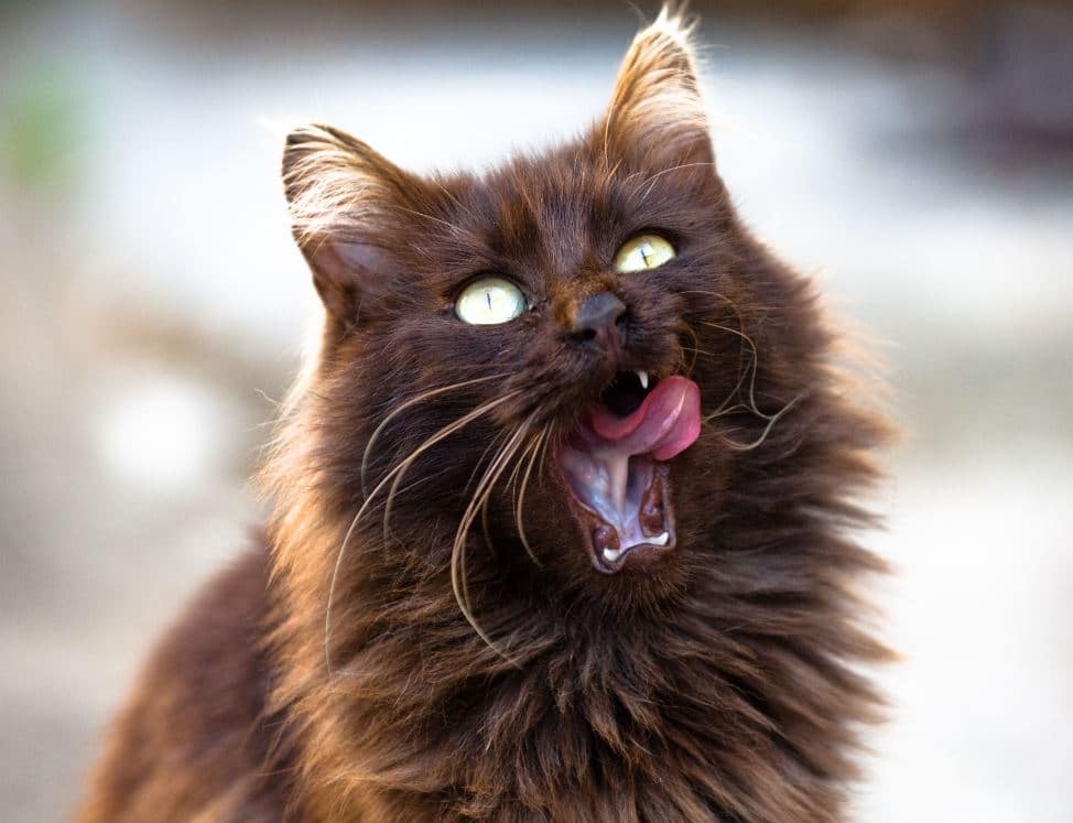 Préparer son chat à la rentrée.