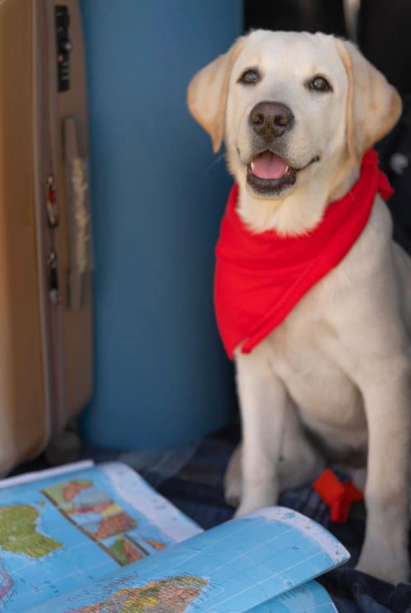 chien foulard rouge prêt a voyager