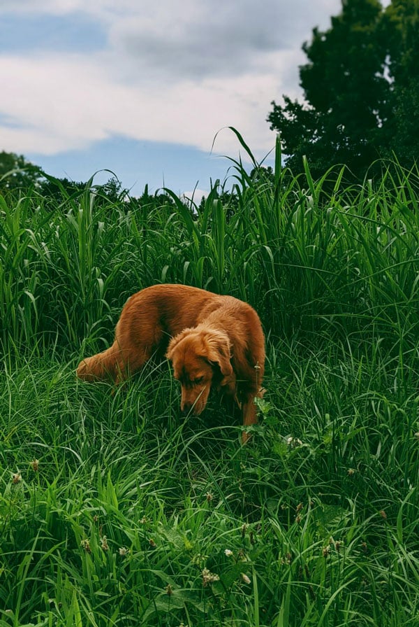 chien brun dans l'herbe