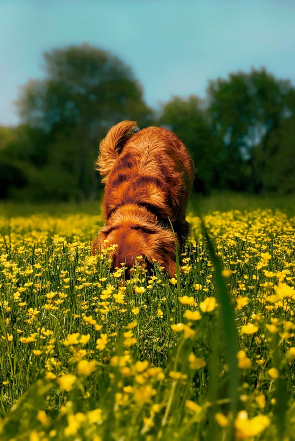 chien brun dans un champ de fleur