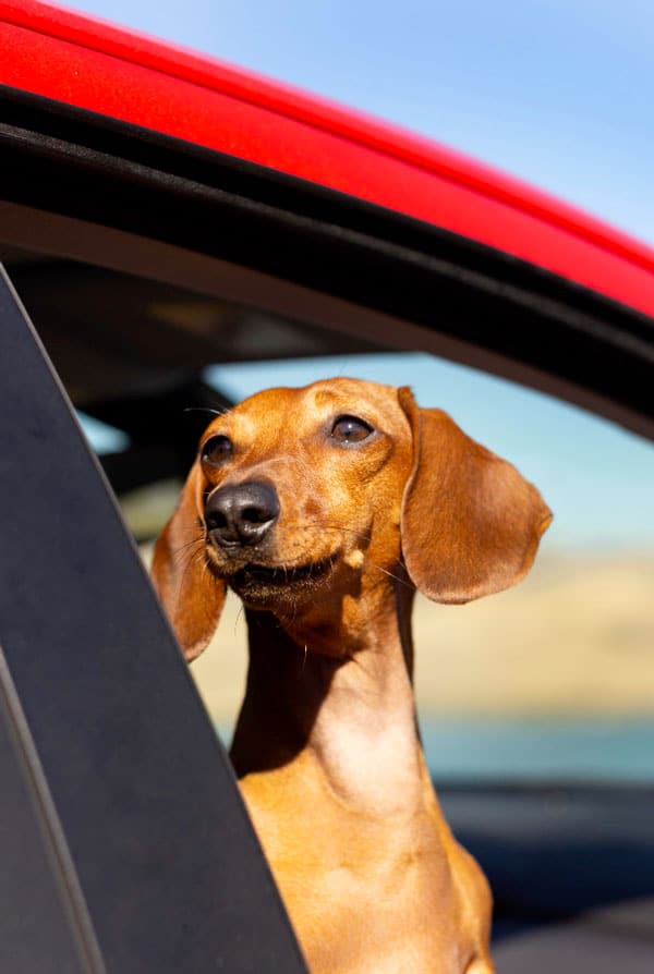 chien brun dans une voiture rouge en été