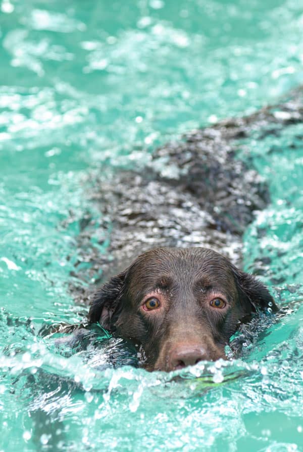 chien noir qui nage dans une piscine