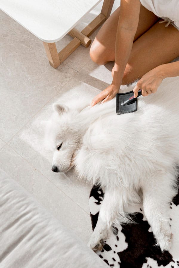 chien poils blanc long brossage