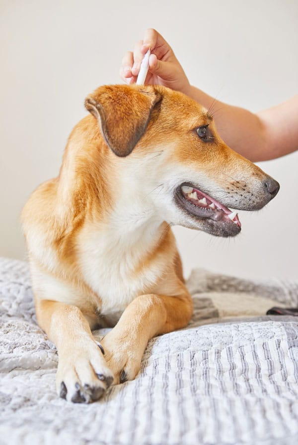 chien traitement été