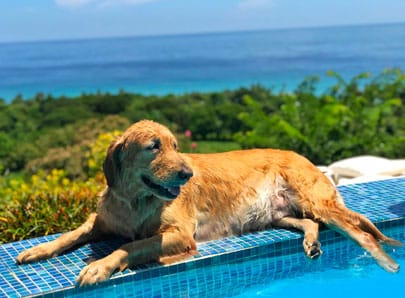 chien a la piscine en vacances repos