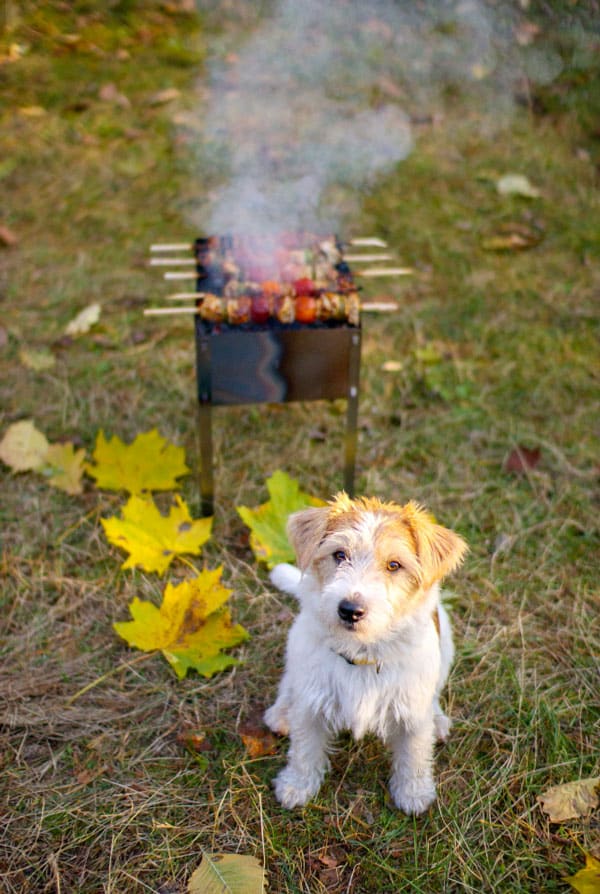 petit chien à côté du barbecue