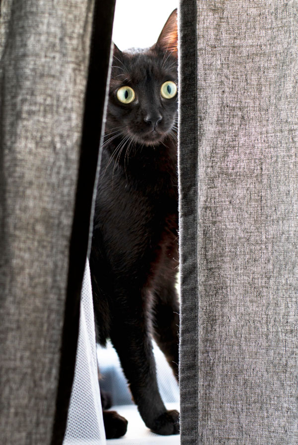 chat de gouttière noir