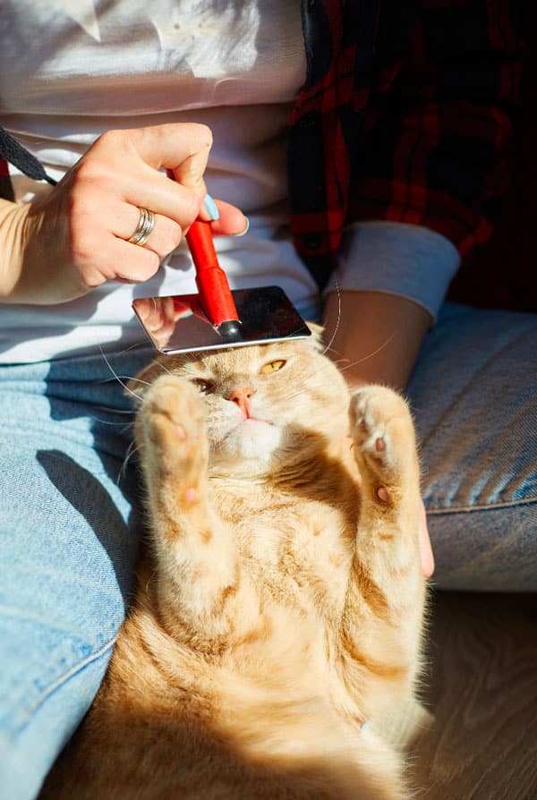 chat beige brossage pelage