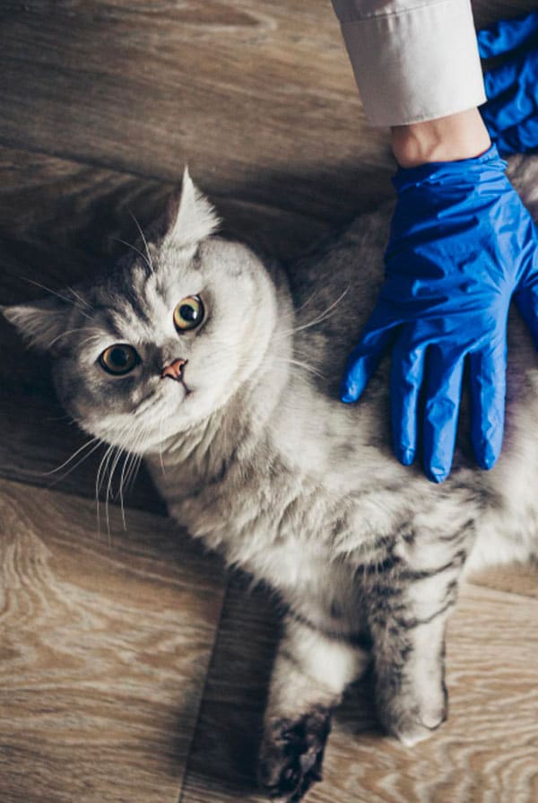 chat gris gant frais