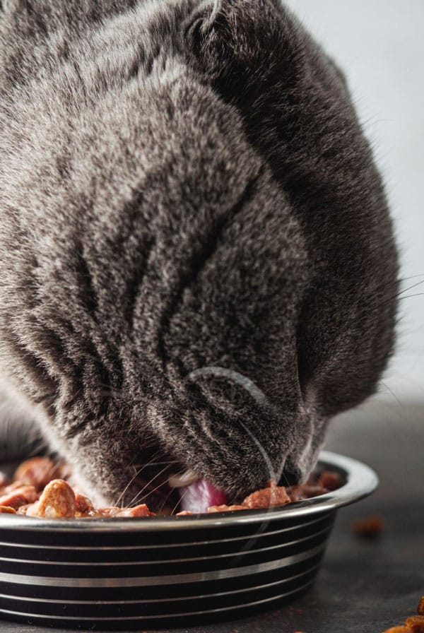 chat gris nourriture bi nutrition