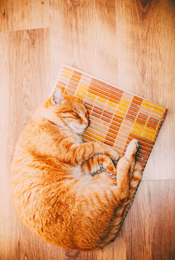 chat roux tapis rafraichissent