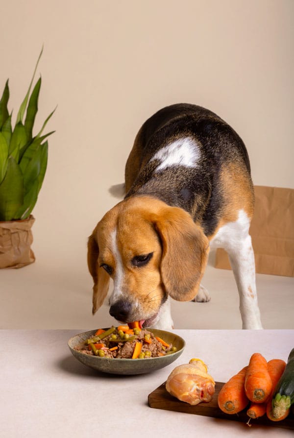 chien qui mange de la nourriture faite maison