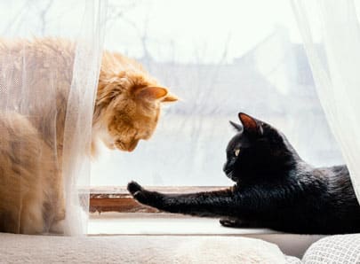 chat noir avec un chat roux devant la fenêtre