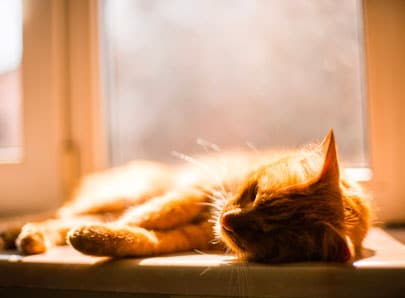 chat roux qui dors au soleil