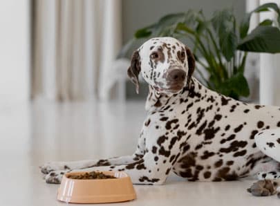 chien dalmatien croquette