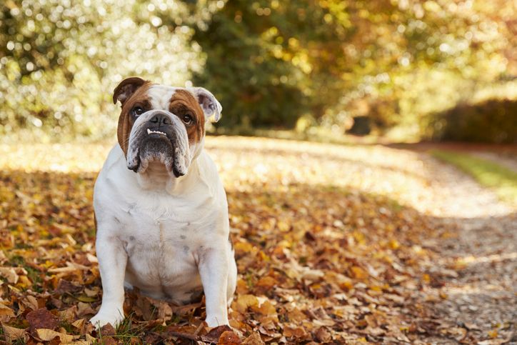 Découvrez tous nos conseils pour bien préparer l'automne avec son chien.