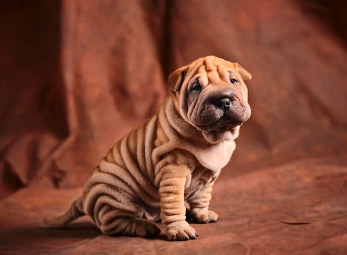 Le Shar Pei est une race prédisposée aux problèmes de peau !