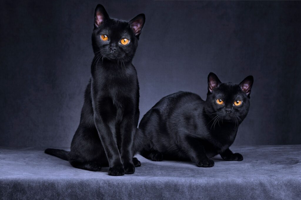Halloween : pourquoi le chat noir a-t-il si mauvaise réputation