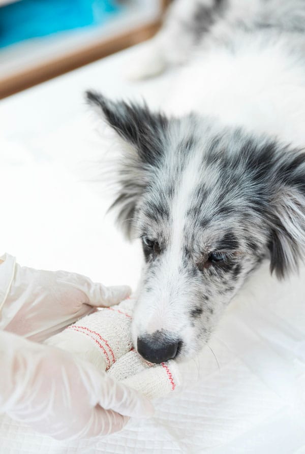 chien blanc et gris plaie vétérinaire