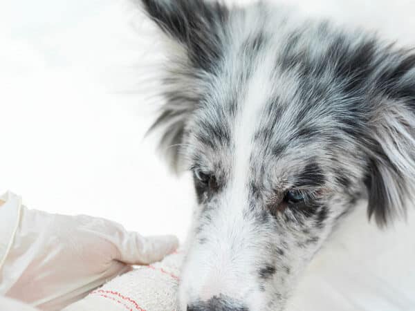 chien blanc et gris plaie vétérinaire
