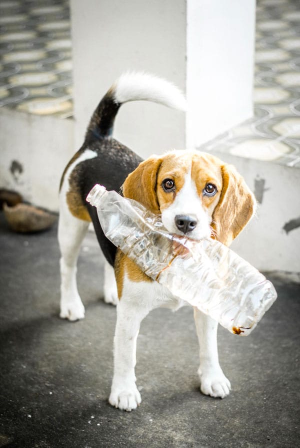 chien noir et beige avec une bouteille en plastique dans la bouche