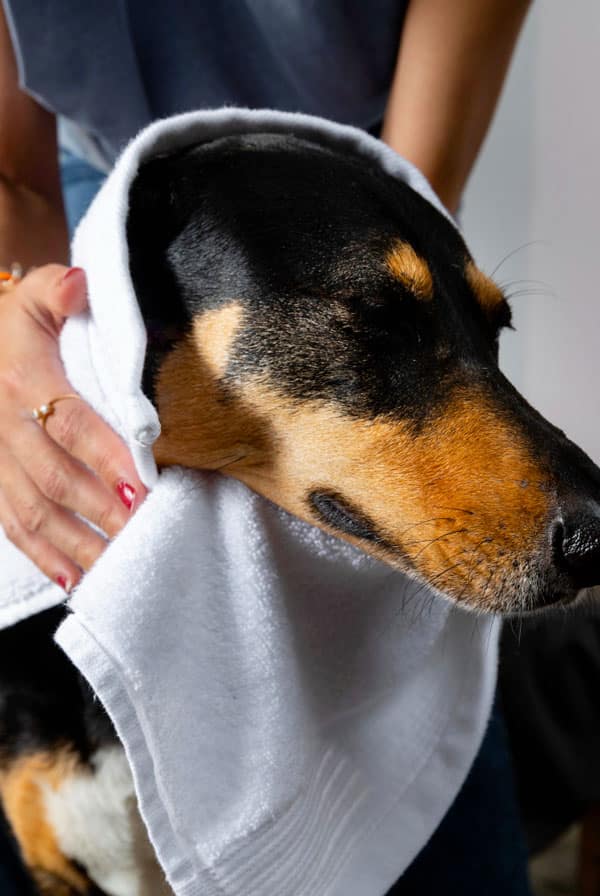 chien noir et marron serviette blanche
