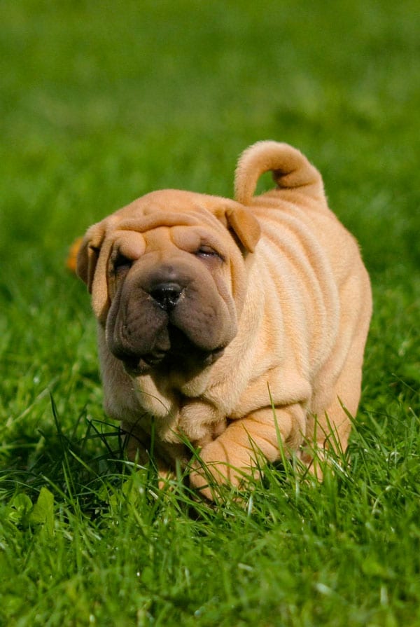 chiot shar-pei dans un jardin