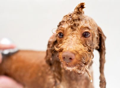 chien dans une douche
