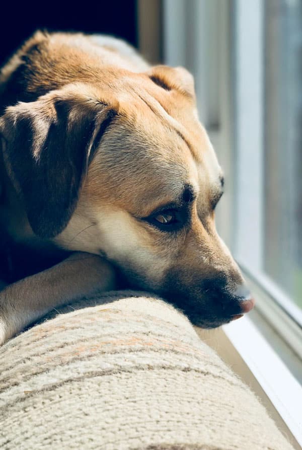 chien beige qui a un regard triste