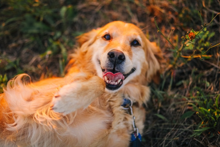 La Vie Interieure Des Chiens Que Se Passe T Il Dans Leur Tete Kozoo