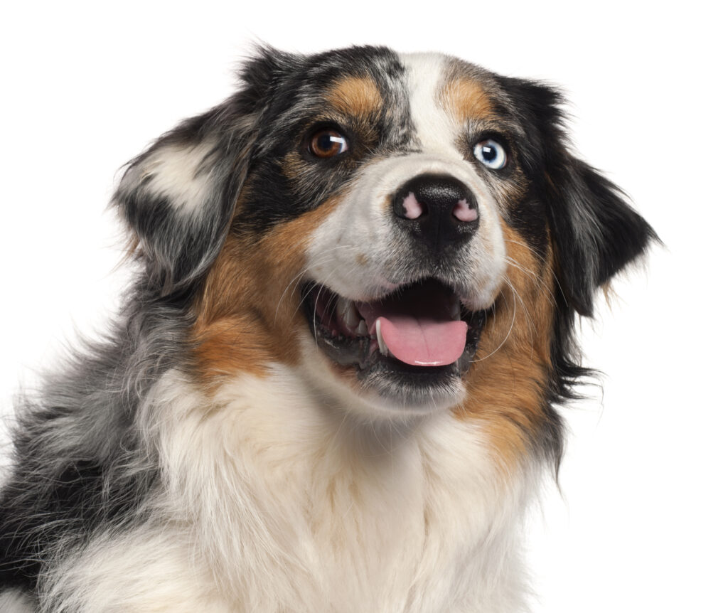 Un chien Berger australien aux yeux vairons