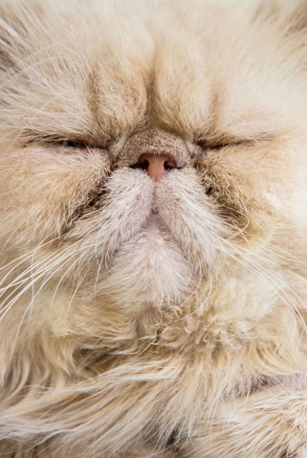 chat beige avec beaucoup de poils