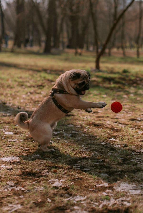 chien canin qui joue avec une balle