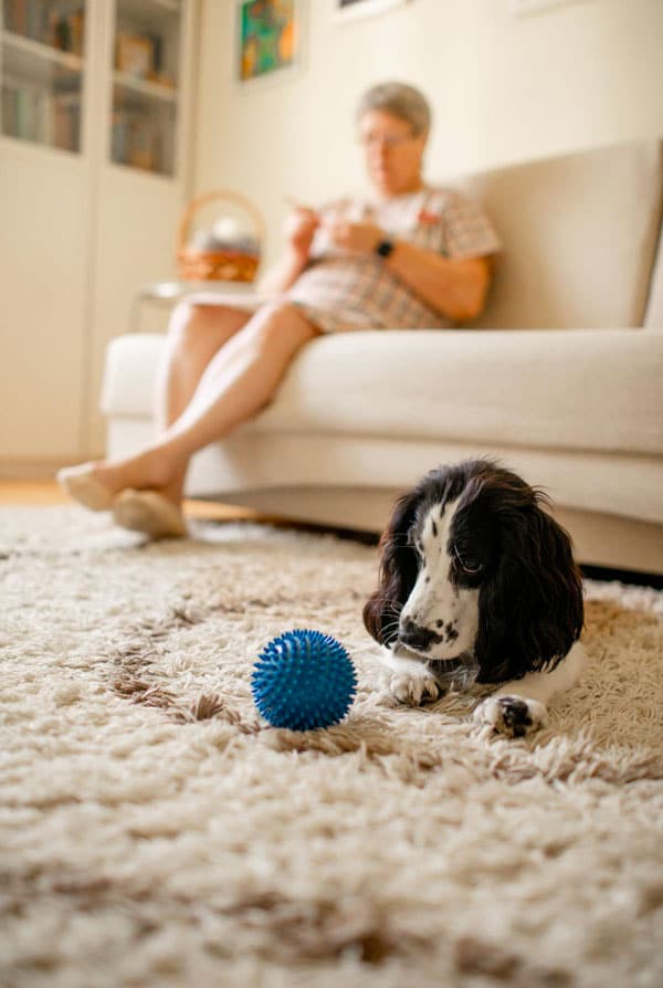 chien qui regarde une balle bleu sur le tapis du salon
