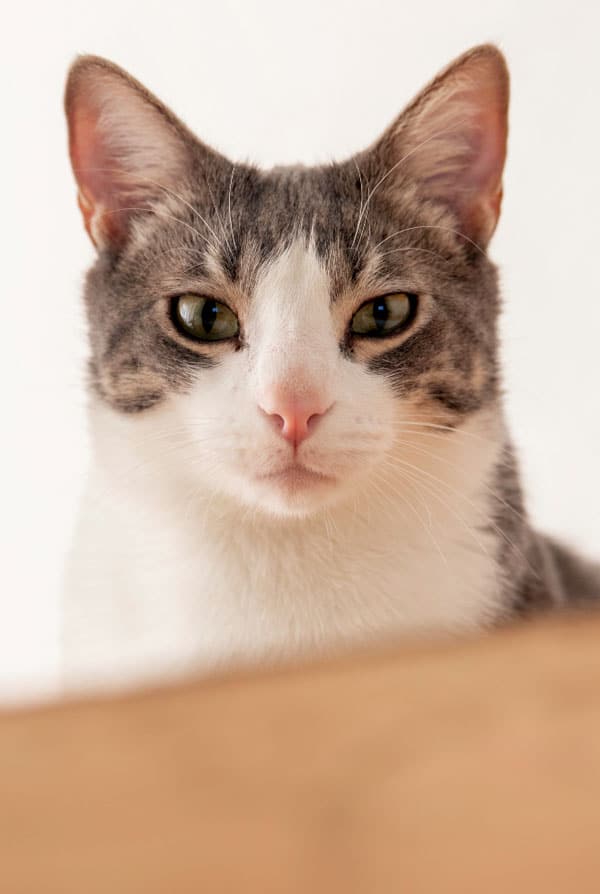 chat gris et blanc grande oreilles