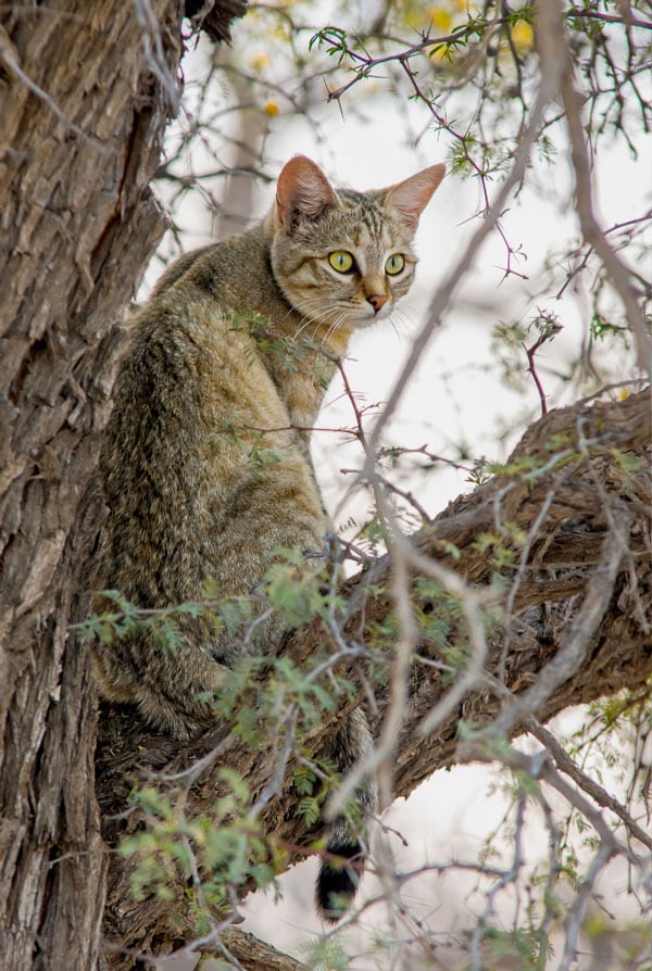 chat qui chasse dans un arbre