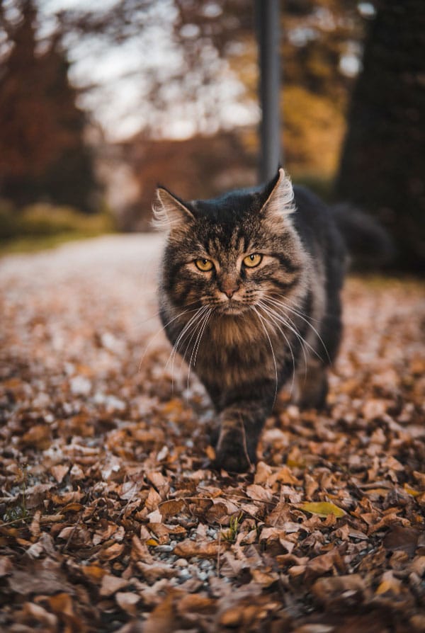 chat qui se balade dans un parc
