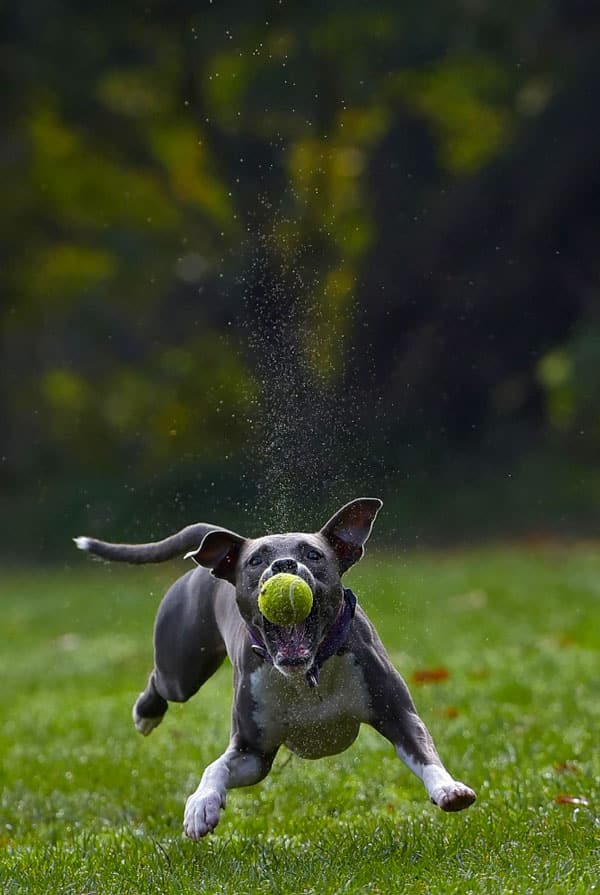 chien gris qui attrape une balle de tennis