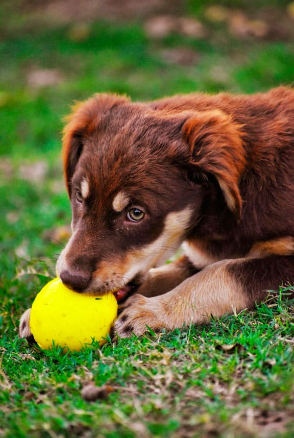 chien marron qui mastique une balle jaune