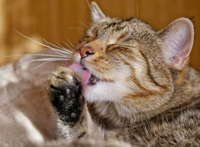 chat qui se lèche la patte