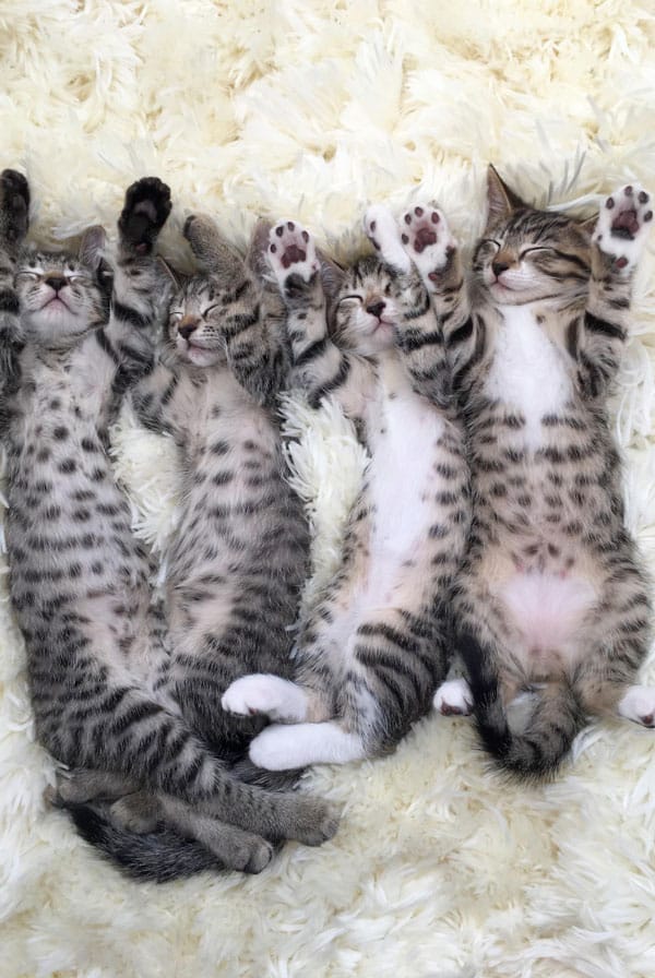 quatre chatons gris et gris fonce qui dorment