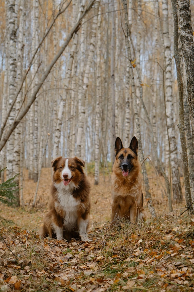 2 grands chiens en balade dans la foret