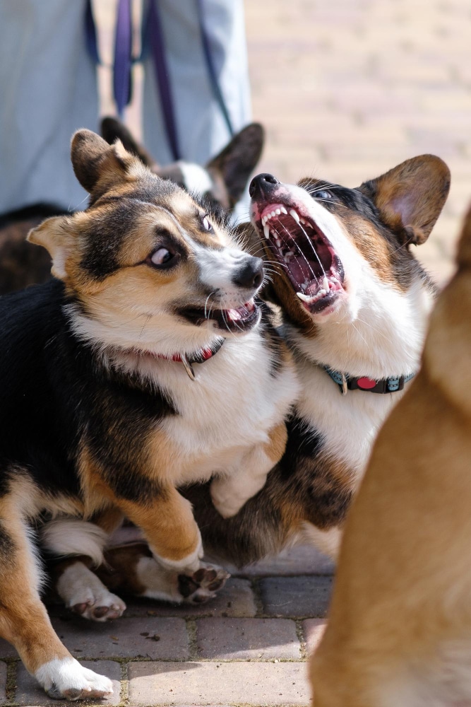 2 petits chiens en balade qui jouent agressivement