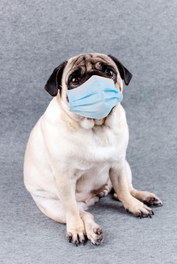 Un carlin qui porte un masque a cause de la toux du chenil