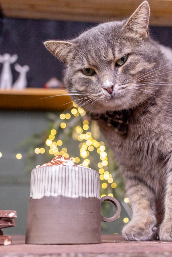 chat gris devant une tasse de chocolat et un carre de chocolat