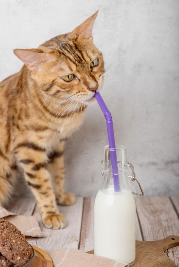 Chat roux devant une paille violette dans un verre plein de lait