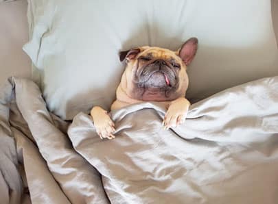 Chien dans un lit avec la toux du chenil