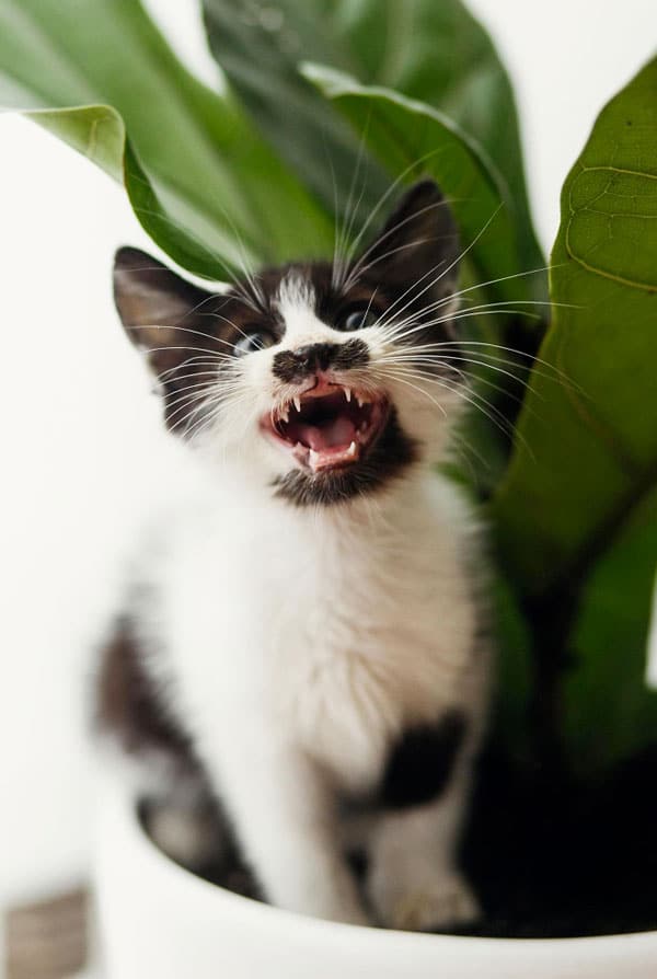 Un chaton noir et blanc qui miaule