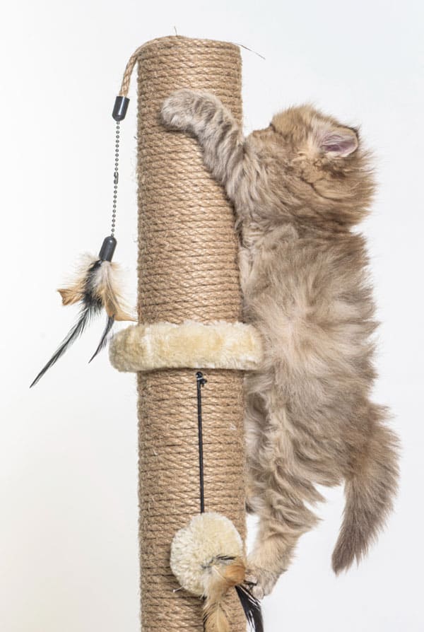 un chaton qui grimpe sur son arbre a chat