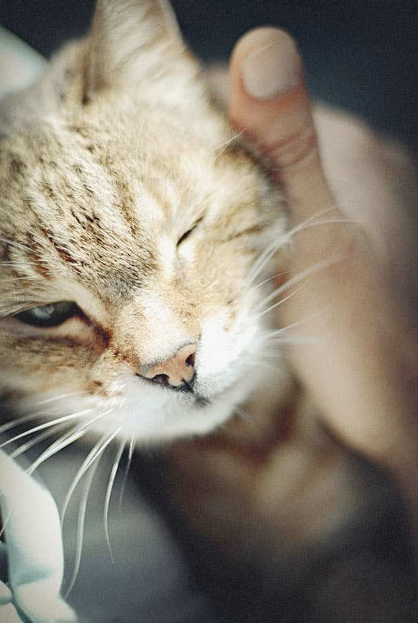 Un chat beige qui ronronne